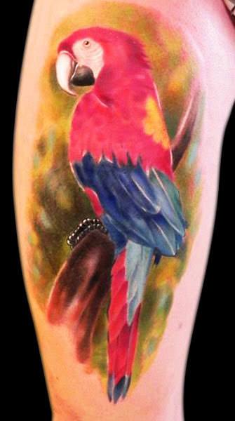 62 Macaw ideas  macaw parrot tattoo pet birds