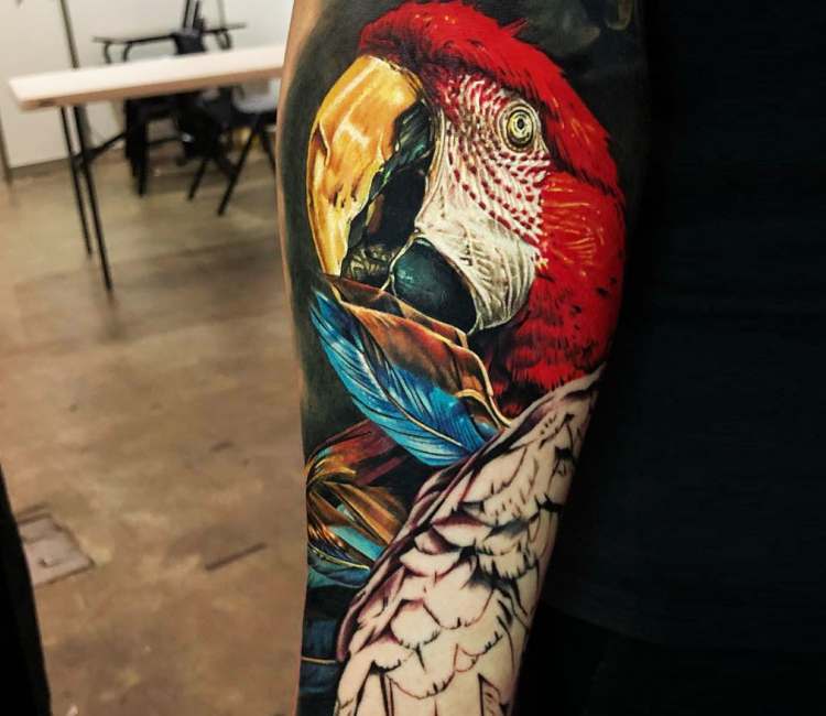 Macaw Tattoo by Matt Stebly : Tattoos