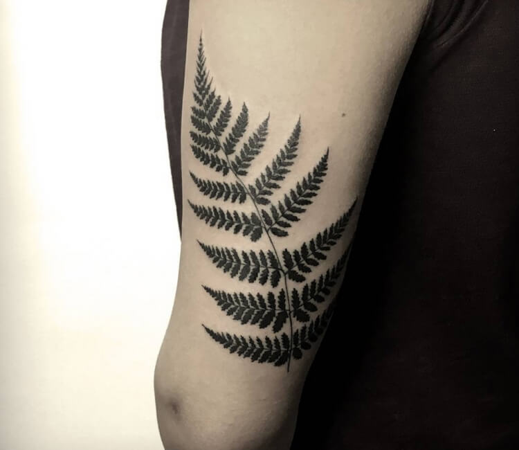 Tattoo uploaded by LoonyGerard • #fern #twarsaw #plant #leaf • Tattoodo
