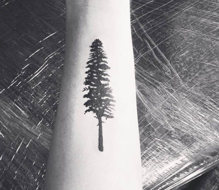 Sequoia Tree Tattoo | TikTok